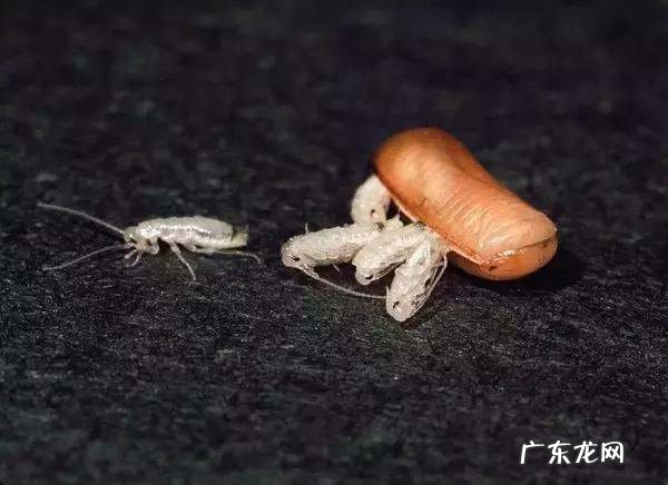 蟑螂是黑色的,蟑螂是什么颜色的