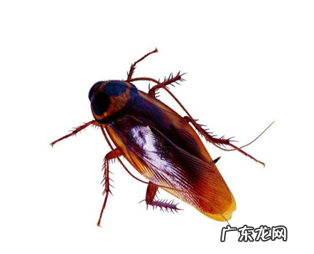 蟑螂是黑色的,蟑螂是什么颜色的