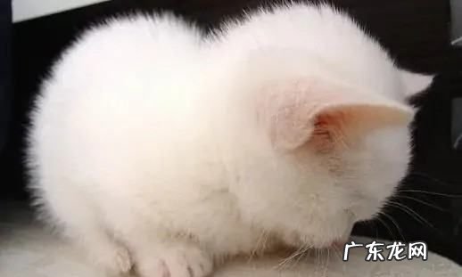 绒和茸怎么区别,绒字的意思可能与什么有关