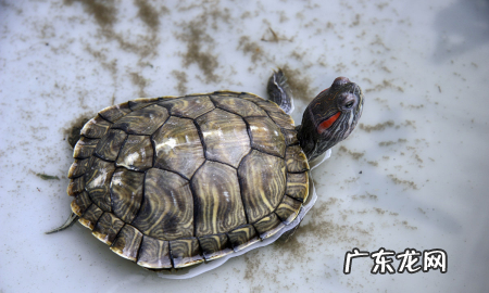 紫柚木沉木要不要煮,煮沉木用碱还是小苏打