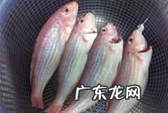 金宝鱼怎么做好吃,金钱鱼怎么做好吃又简单