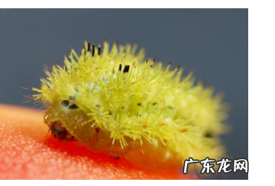 手上有洋辣子毛怎么办,身上沾到了杨剌子的毛怎么办