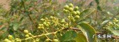 青花椒如何长期保存,青花椒怎样保存才能保鲜冬天