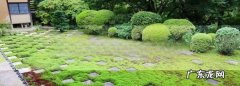 庭院地面上的青苔怎样消除,院子里的青苔怎么根除
