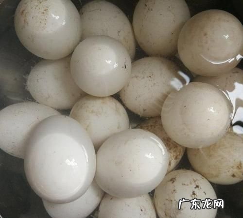 20个鹅蛋放多少盐,30个鹅蛋用多少盐腌制多少白酒