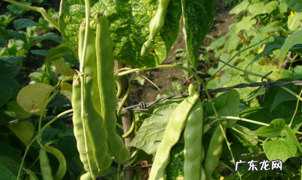 什么豆角炒不熟有毒,没煮熟的豆角有毒说的是哪种豆角