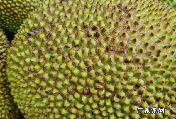 菠萝蜜摘下来没熟要怎样才会熟,菠萝蜜怎么快速催熟方法