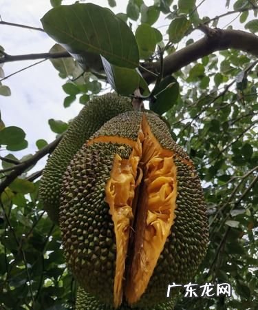 菠萝蜜摘下来没熟要怎样才会熟,菠萝蜜怎么快速催熟方法