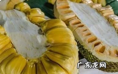 菠萝蜜摘下来没熟要怎样才会熟,菠萝蜜怎么快速催熟方法