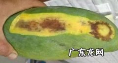芒果里面有虫子是怎么回事,为什么芒果里面会长蛆