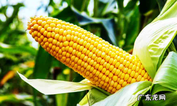 谷薯类食物有哪些,有哪些食物