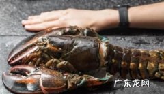 波斯顿龙虾死掉了能吃,波龙死了还可以食用