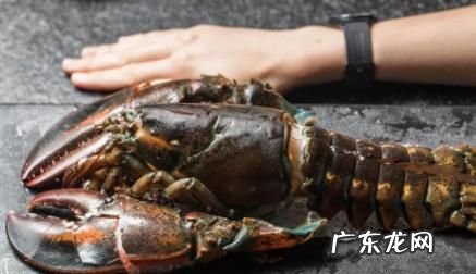 波斯顿龙虾死掉了能吃,波龙死了还可以食用