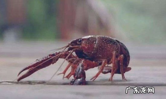 小龙虾刚死几个小时可以吃吗,小龙虾死了能不能吃了