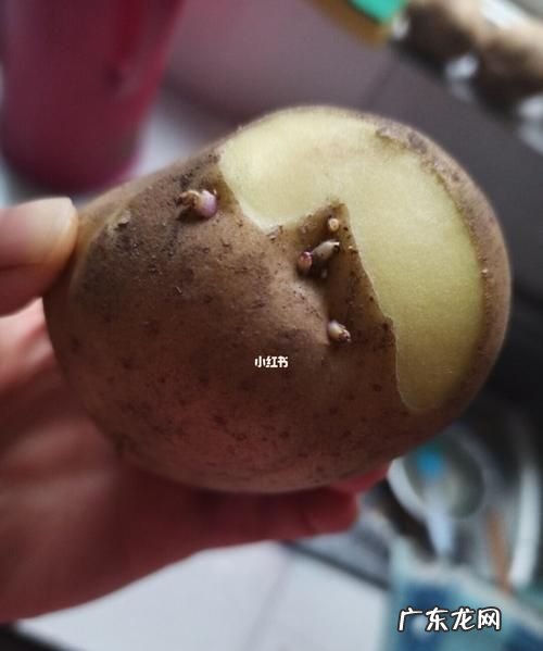 出芽的土豆可以吃有毒,出芽的土豆能吃有毒