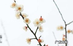 关于梅的古诗,关于梅花的古诗十首五言绝句