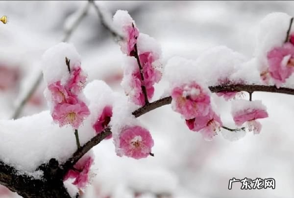 关于梅的古诗,关于梅花的古诗十首五言绝句