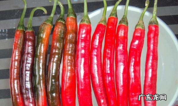辣椒保鲜储存方法,怎样储存鲜辣椒冬天吃好