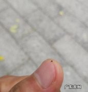 小咬是什么虫子,小咬是什么虫子