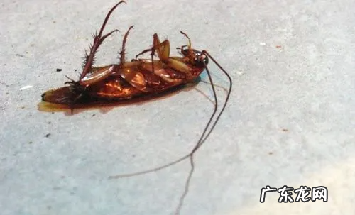 75度酒精能杀死蟑螂吗,蟑螂怕75%的酒精