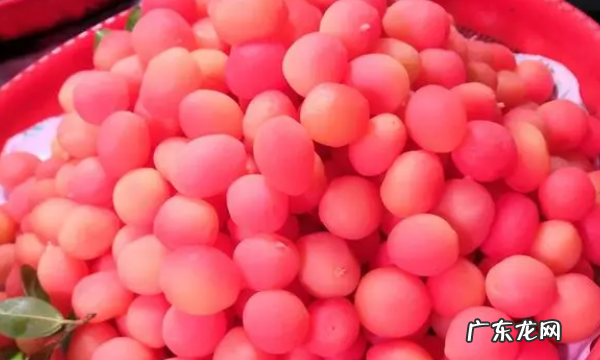 重庆金西梅是什么做的,金西梅是什么水果 金西梅是什么制作而成的