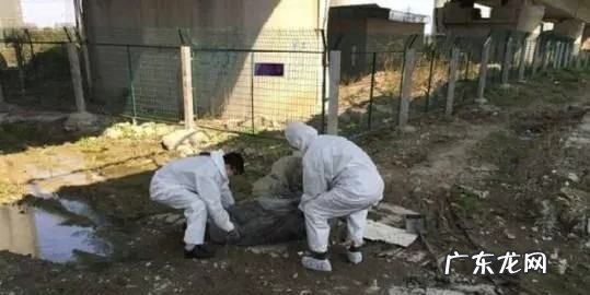 屋子里面尸臭怎么去除,车的臭味怎么除去