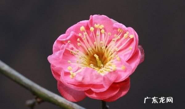 佳能60d怎么拍微距,佳能60d怎么导出照片到手机