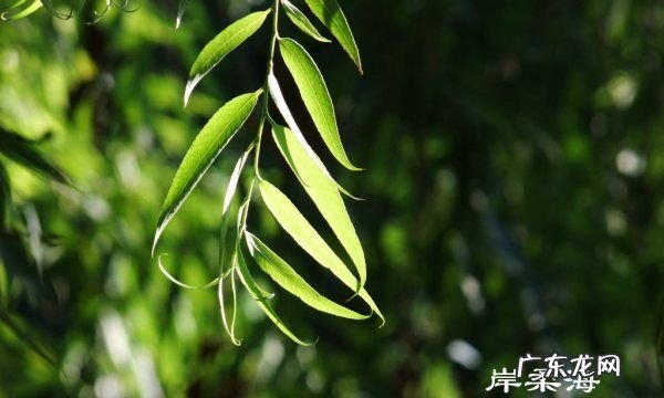 佳能60d怎么拍微距,佳能60d怎么导出照片到手机