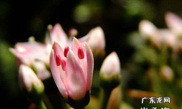 佳能60d怎么拍微距,佳能60d怎么导出照片到手机