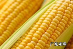 一天吃3个玉米热量高吗,我每天都吃3跟玉米棒子 会不会长胖