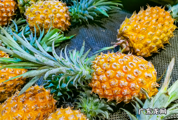 菠萝盐水原因,菠萝为什么要泡盐水