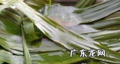 煮棕叶的水有什么用,粽子叶的根煮水有什么作用