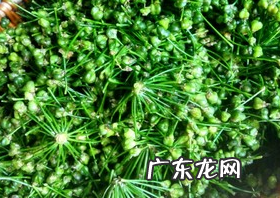 正宗的韭菜花酱的做法,韭花酱怎么做
