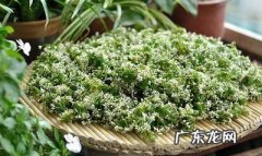 正宗的韭菜花酱的做法,韭花酱怎么做