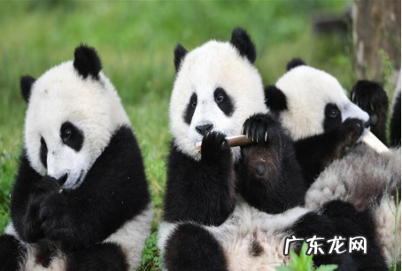 大熊猫有多少只,全国共有多少只大熊猫