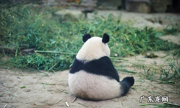 大熊猫有多少只,全国共有多少只大熊猫