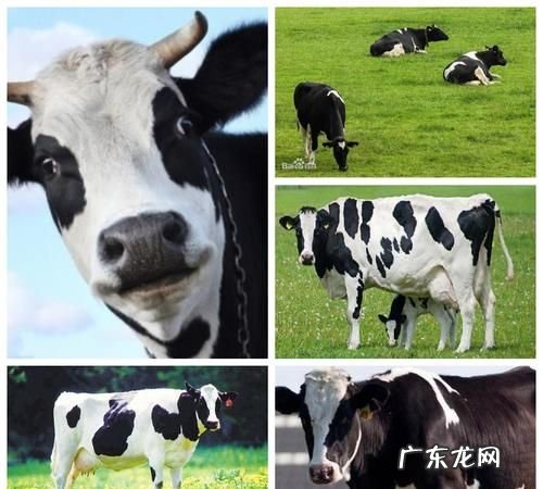 奶牛有什么特征,奶牛的外貌有哪些基本特点