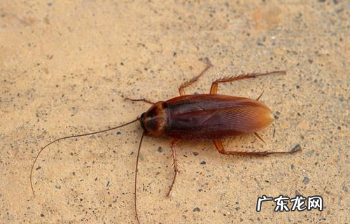 家里蟑螂多有什么办法能根除,家里有蟑螂怎么办能除根