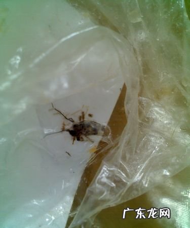 蟑螂吃过的东西还能吃,蟑螂咬后涂抹什么药