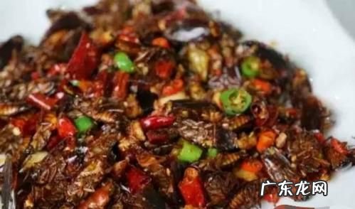 蟑螂吃过的东西还能吃,蟑螂咬后涂抹什么药