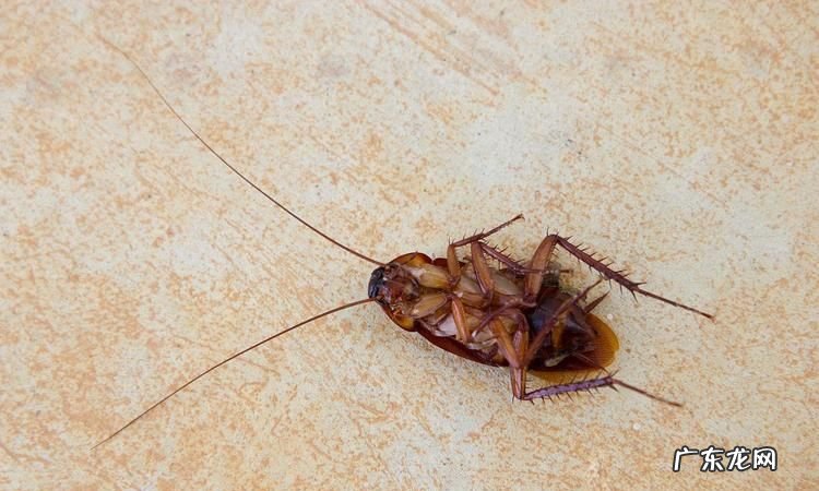 蟑螂死了为什么会翻身,为什么蟑螂死了会翻过来