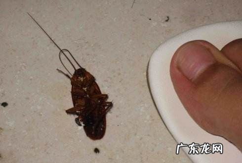 蟑螂死了为什么会翻身,为什么蟑螂死了会翻过来