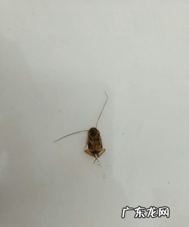 蟑螂死了为什么会翻身,为什么蟑螂死了会翻过来