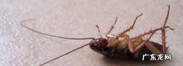 怎么判断是不是蟑螂,怎么判断虫子是不是蟑螂