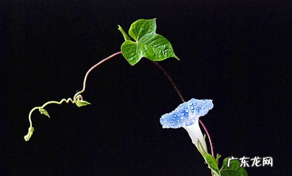 牵牛花秋天怎么养,秋天可以种植牵牛花