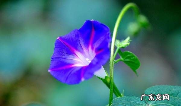 牵牛花秋天怎么养,秋天可以种植牵牛花