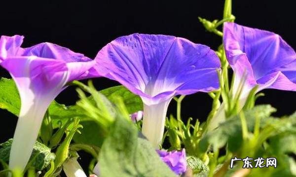牵牛花秋天怎么养,秋天可以种植牵牛花