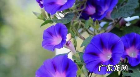 牵牛花秋天怎么养,秋天可以种植牵牛花