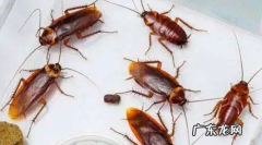自制杀蟑螂最有效的方法,怎样自制灭蟑螂的方法