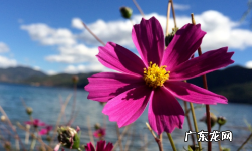 一束束什么填合适词语,一束什么填词语二年级